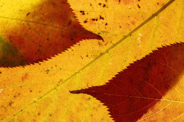 Ross Hoddinott |  Nikon magazine