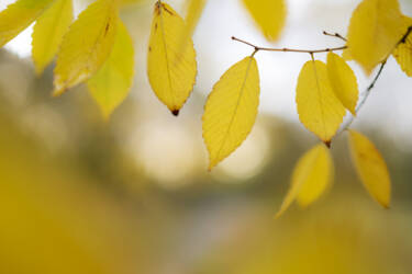 Ross Hoddinott |  Nikon magazine