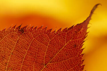 Ross Hoddinott |  Nikon magazine