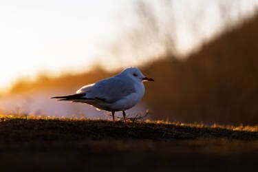 Nikon magazine - Photographing in direct sunlight