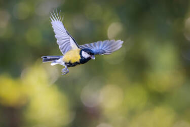 Nikon magazine - beginner bird photography with the Z5II and Samuel Houcken